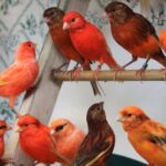 Canary Red Factor