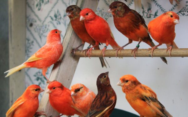 Canary Red Factor