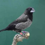 Society Finch – European – Black Grey