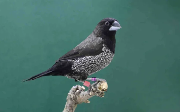 Society Finch – European – Black Grey