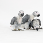 African grey Chicks