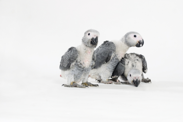 African grey Chicks