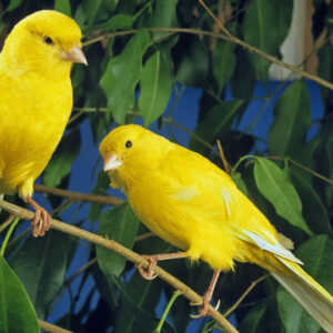 Canaries