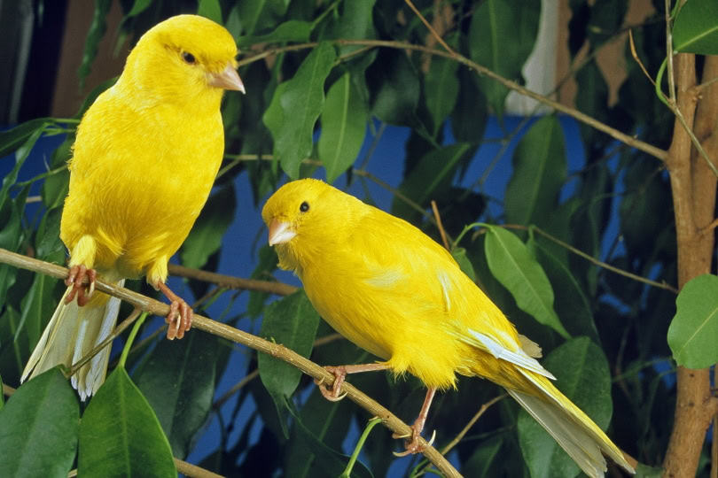 Canaries